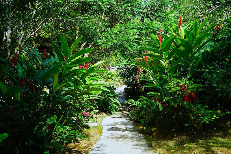 Le Jardin Du Roi Pflanzen Und Gew Rzgarten Mahe Seychellen