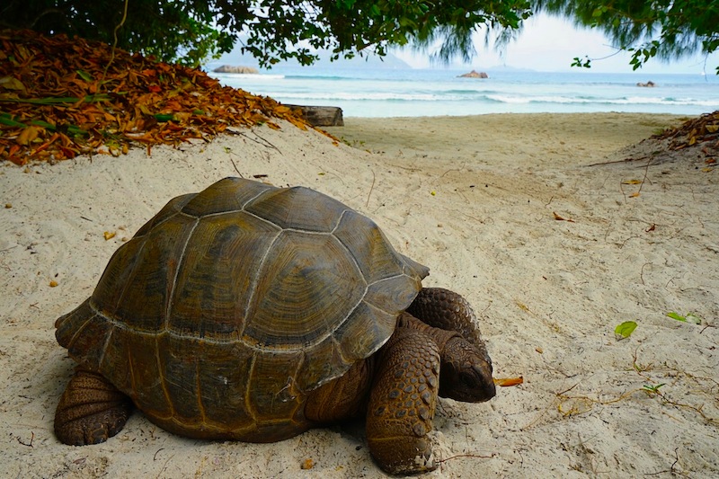 Seychellen Insel La Digue Die Schonsten Strande Der Welt