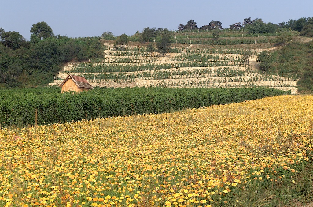 Auf 45 Hektar wird bei Umathum biodynamischer Weinbau nach den Lehren des Anthroposophen Rudolf Steiner betrieben