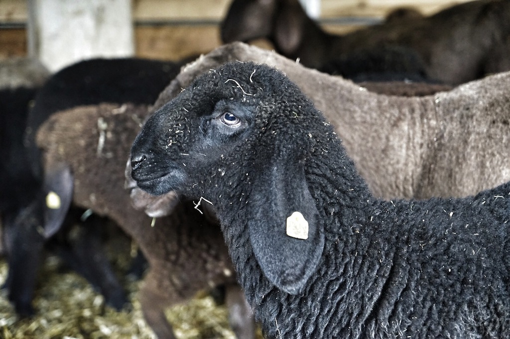 Lebendiges Gewusel herrscht bei familie Schaf - nachhaltige, biologische Schaftzucht die sich sehen lassen kann