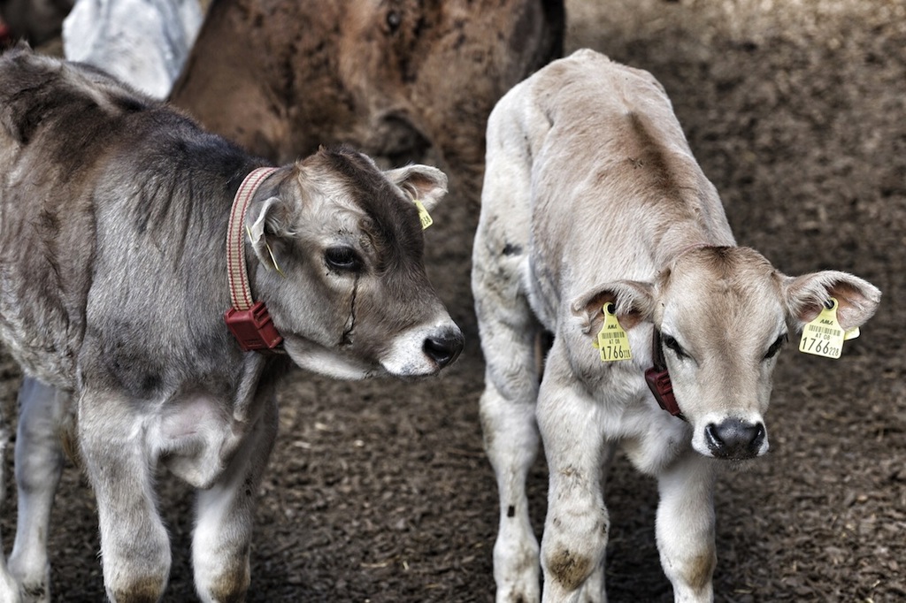 Auf Peter Zangerls Maashof verbringen die Rinder auch im Winter die meiste Zeit im Freien. Seine Herde wächst ohne pharmakologische Hilfsmittel auf, natürliches Futter und das Leben bei jeder Wiiterung außerhalb begrenzender Mauern stärken das Immunsystem