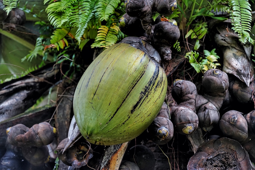 Coco de Mer oder Seychellen Kokosnuss: Mit bis zu 45 Kilogramm ein echtes Schwergewicht