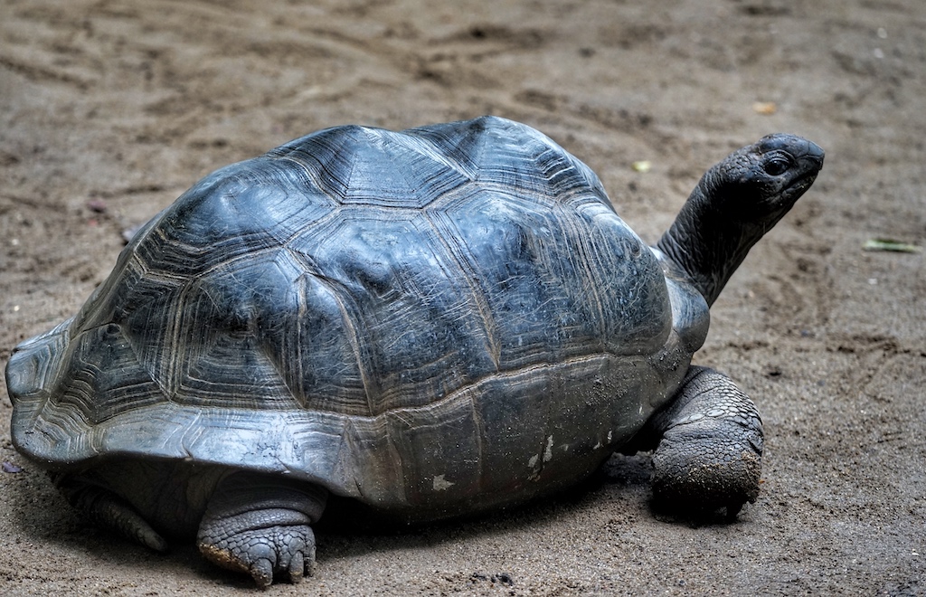 Heute werden auf Moyenne Island die Riesenschildkröten und ihre Brutplätze vor Plünderern geschützt