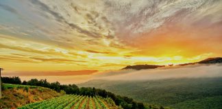 Die 12 besten Wein-Anbaugebiete der Welt