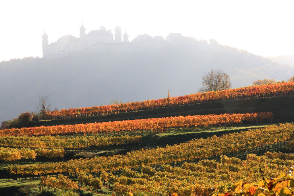 Wenn die Nebelschwaden im Herbst über die Wachau ziehen, wirkt der Weingarten Mautern fast mystisch