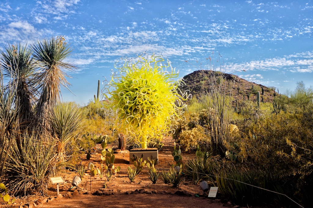 Im Desert Botanical Garden triftt man auch wieder auf die Kunstwerke des Glaskünstlers Dale Patrick Chihuly