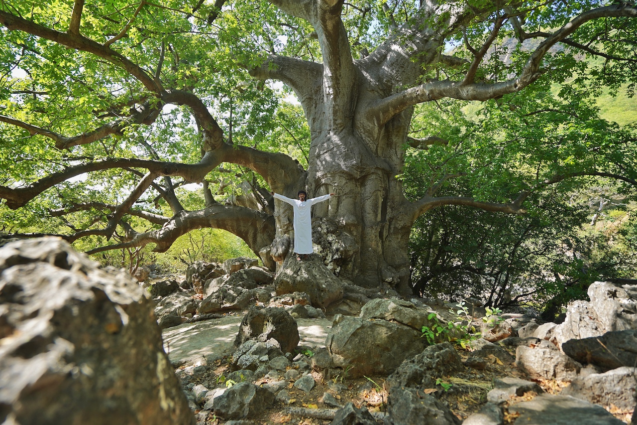 ... auf der anderen Seite sprießt es grün und die Bäume, wie hier der große Baobab Baum, stehen schon seit 2500 Jahren im kräftigen Grün