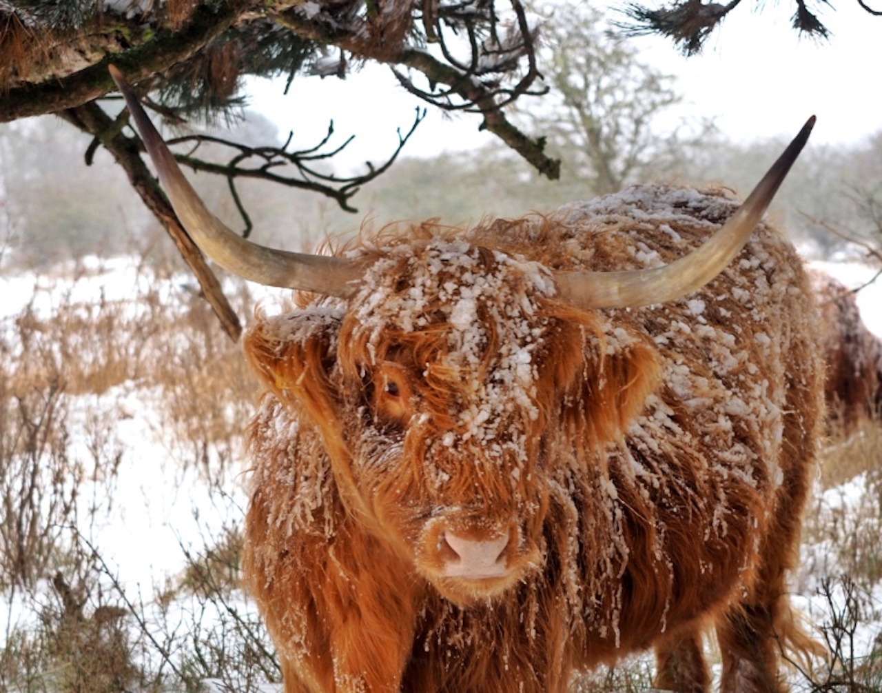 „Highland cattles“: Schottische Hochlandrinder, frei und zufrieden unterwegs im Dünengürtel und Nationalpark „Zuid Kennemerland