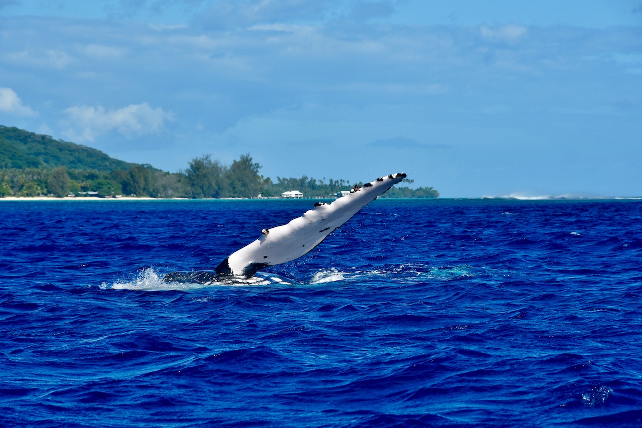 Der verspielte Buckelwal schlägt mit der Flosse auf das Wasser – ein Höhepunkt beim Whale-Watching-Ausflug