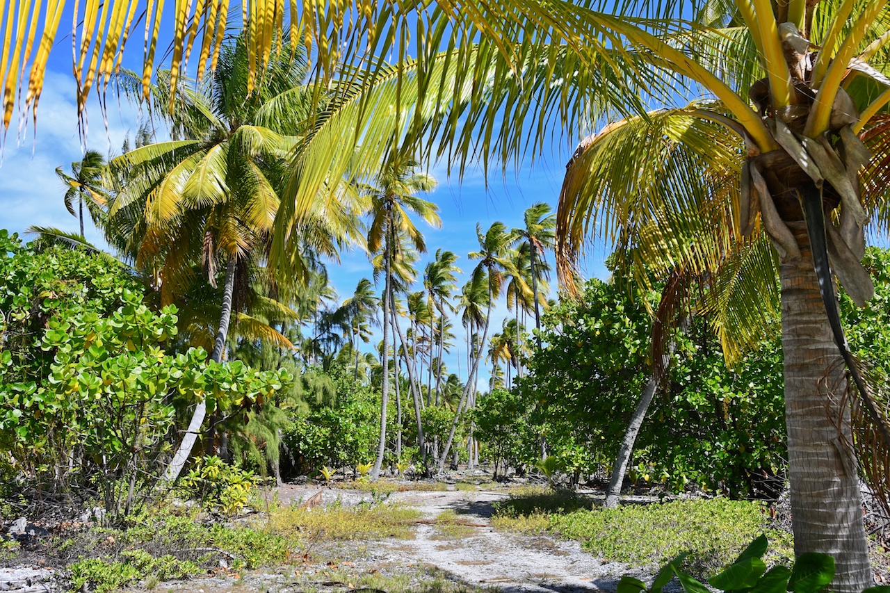Ein Spaziergang über die Atolle führt durch Palmenhaine. Getrocknete Kokosnuss ist die Haupteinnahmequelle vieler Inseln