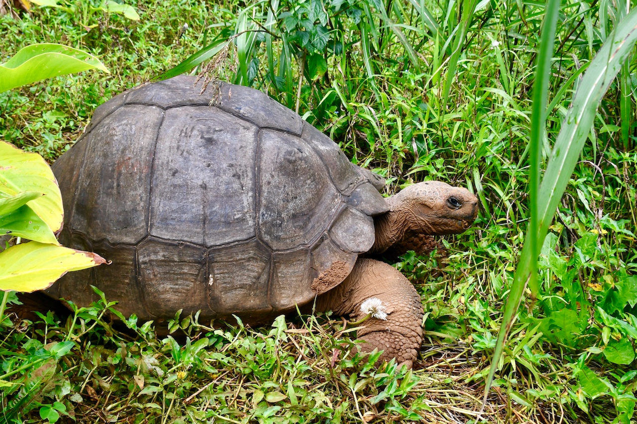 Eine Galapagos Schildkröte lebt frei auf Pitcairn Island. Wer sie finden möchte braucht Geduld und Glück