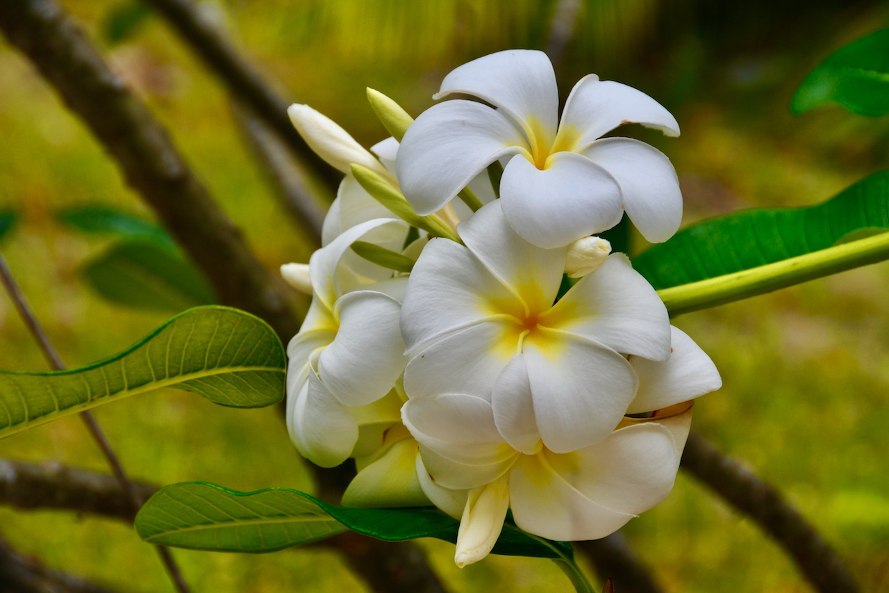 Die in der Region heimischen, stark duftenden Tiare Tahiti Blüten werden als Schmuck hinter dem Ohr getragen