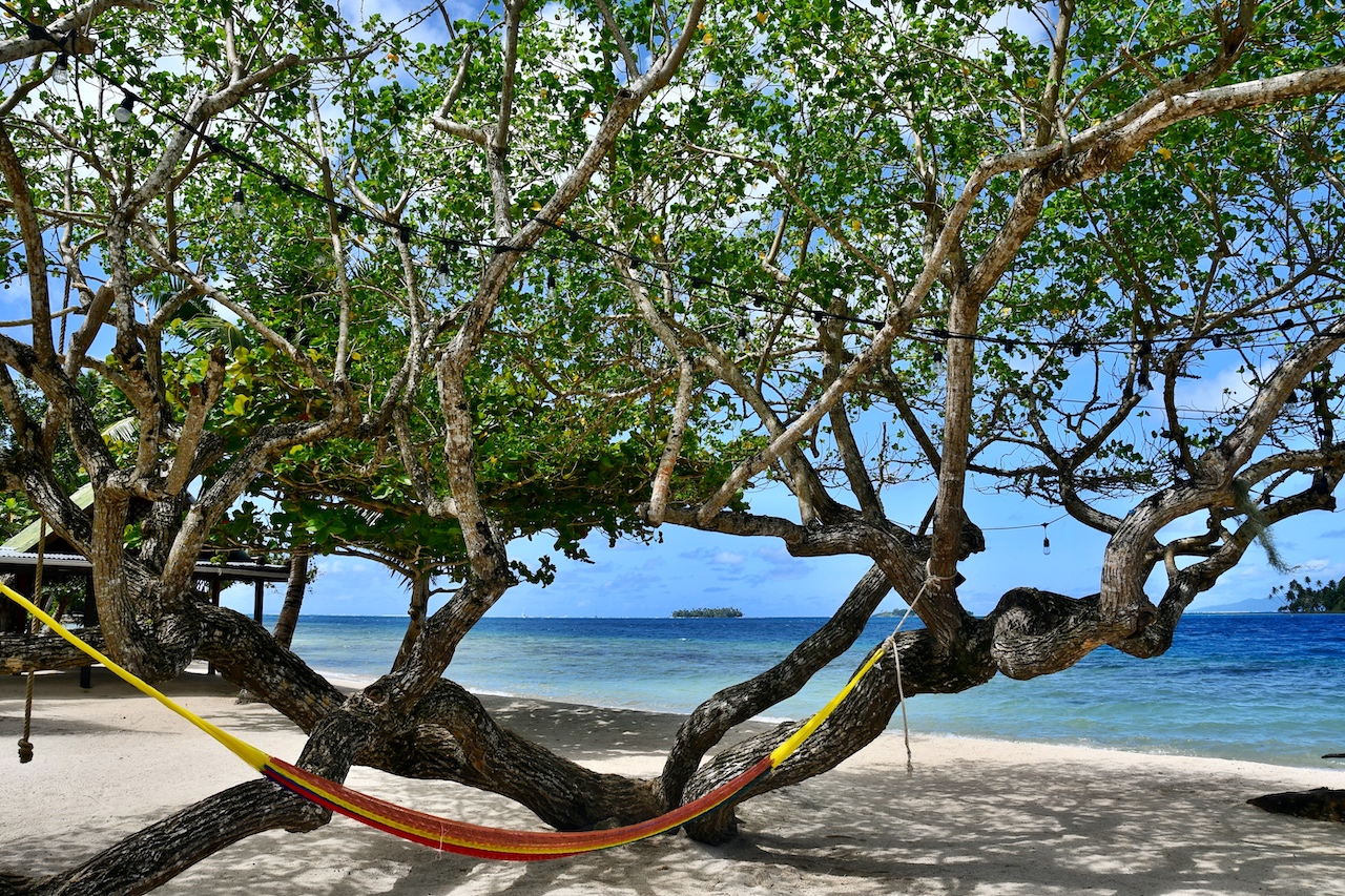 Eine Hängematte ist zwischen den Ästen eines Baumes am Strand gespannt
