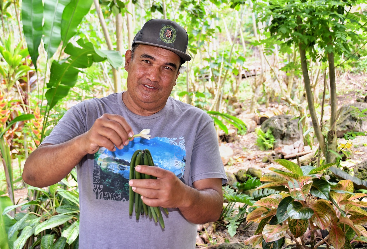 Ein Großteil der Polynesischen Vanille wird auf Taha´a angebaut. Der Mitarbeiter der Vanille-Plantage zeigt Blüten und grüne Schoten