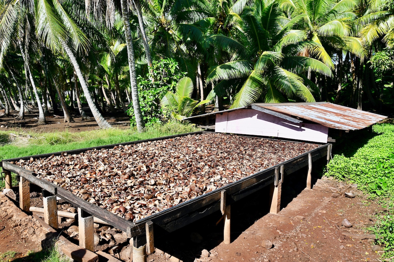 Kokosnüsse werden auf den meisten Inseln getrocknet und zu zentral festgelegten Preisen nach Tahiti verkauft