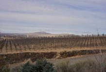 Das Weingut Terra Blanca im Bundesstaat Washington ist eines der besten des Landes