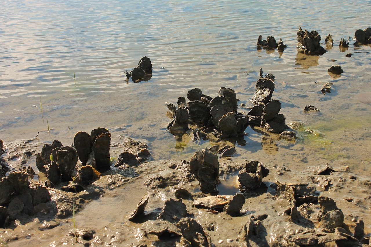 Wilde Austern wachsen in flachen Küstengewässern, die von Ebbe und Flut beherrscht werden