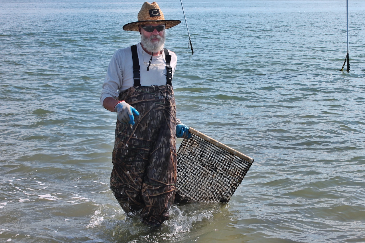 Die Austern spielen eine wichtige Rolle im Ökosystem der Chesapeake Bay, denn sie filtern fast 200 Liter Wasser täglich