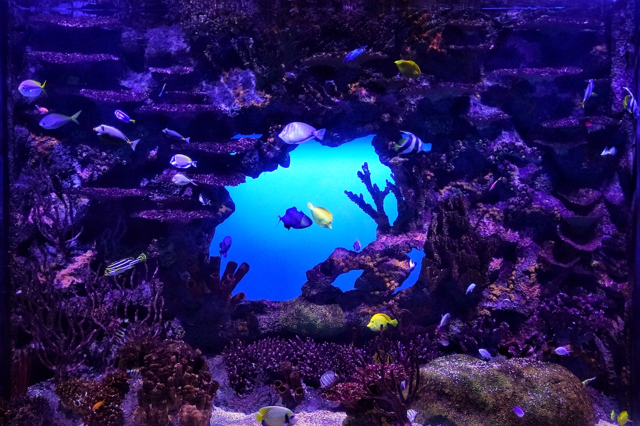 Das Tennessee Aquarium in Chattanooga