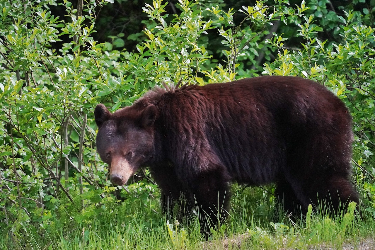 No Fear! Von Weitem betrachtet sind die Schwarzbären der kanadischen Wildnis ganz friedlich