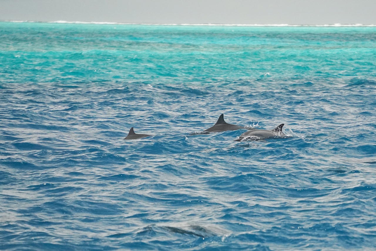 Sobald Delfine gesichtet wurden, zücken alle Gäste ihre Smartphones