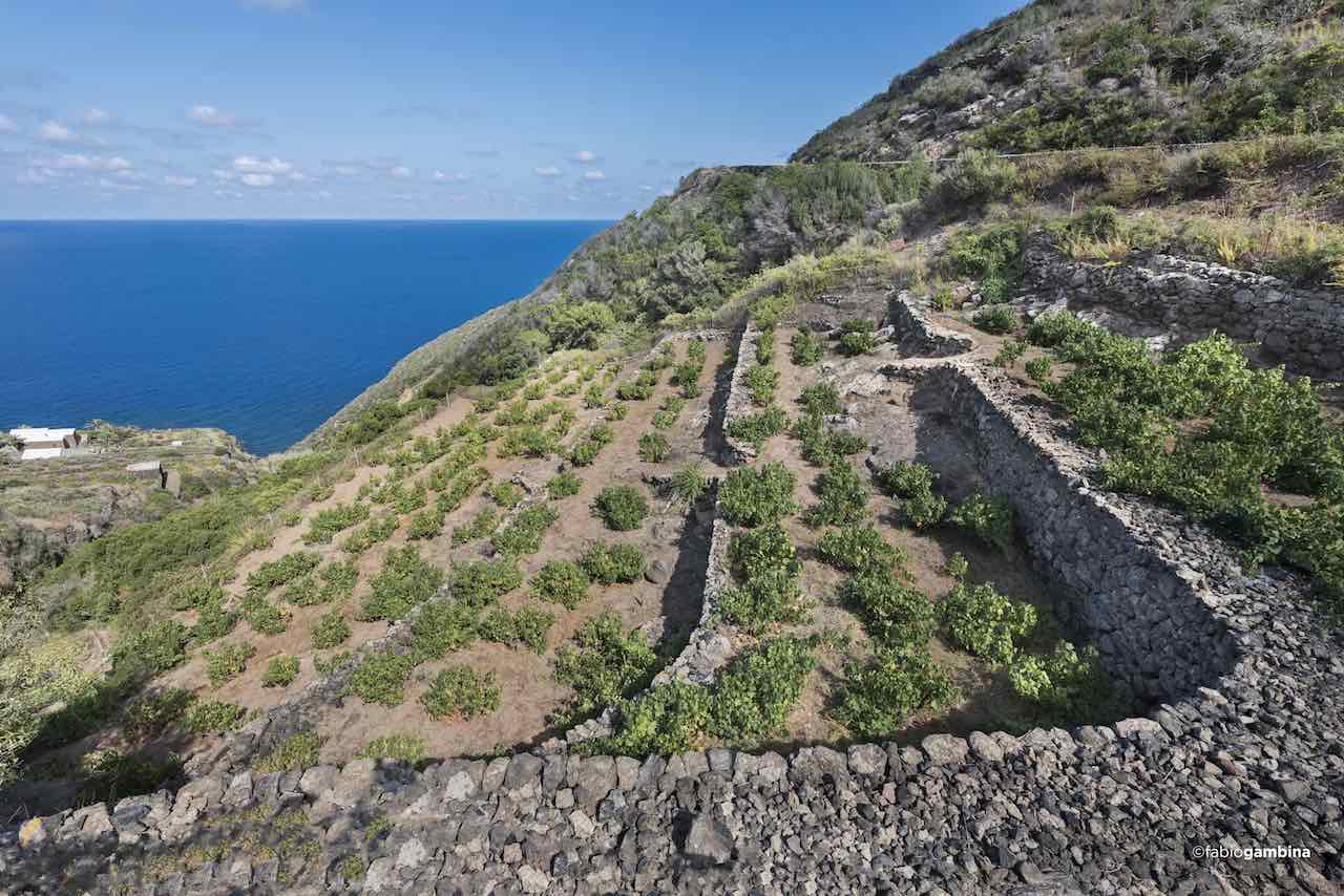 Auf der Vulkaninsel Pantelleria kriechen die Reben flach über dem Boden