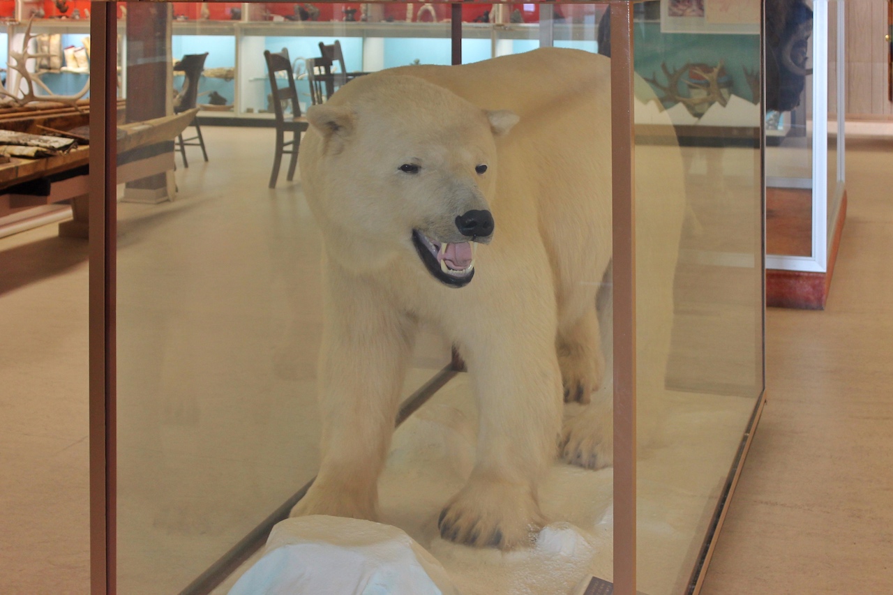 Eisbären stehen in manchen Regionen noch heute als Delikatesse auf der Speisekarte