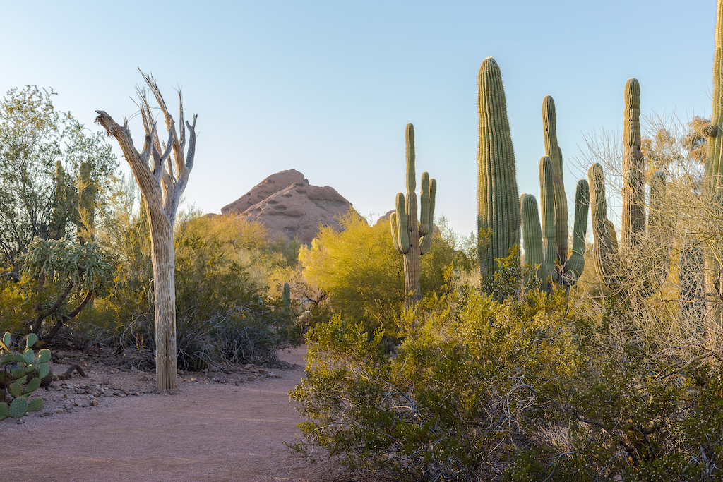 Nicht nur in der Sonora-Wüste, sondern auch im Botanischen Garten gibt es viel zu entdecken